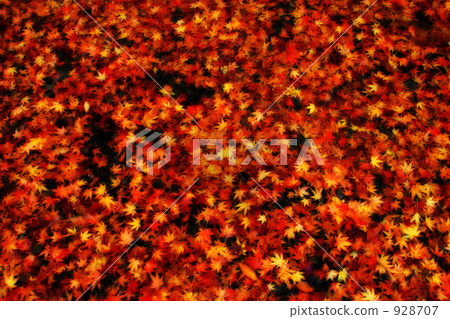 maple, yellow leafe, red leafe 928707