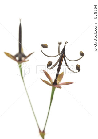 Geranium thunbergii 928964