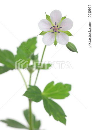 Geranium thunbergii 928966