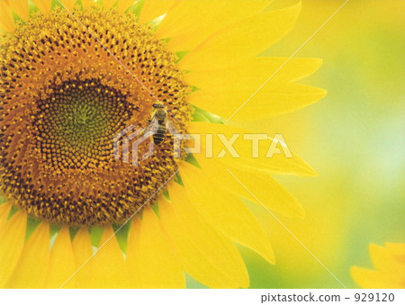 Sunflower and bee 929120