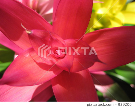 guzmania, bloom, blossom 929206