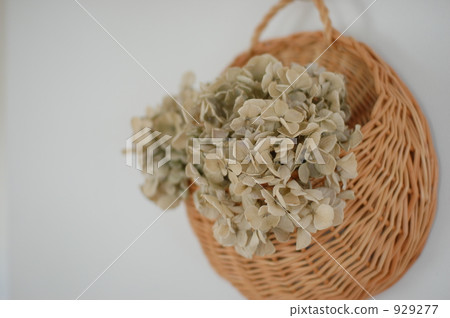 Antique hydrangea 929277