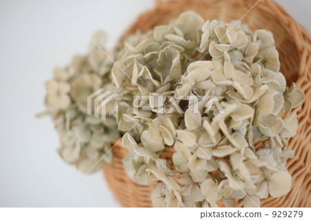 古色古香的繡球花 929279