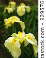 Iris flower 929576