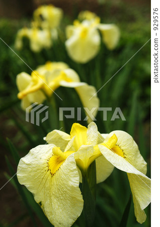 鳶尾花 鳶尾花 929576