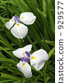 Iris flower 929577