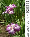 Iris flower 929581