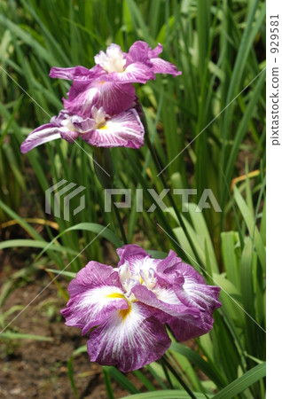 鳶尾花 929581