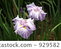 Iris flower 929582