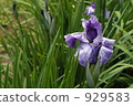 Iris flower 929583