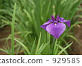 Iris flower 929585