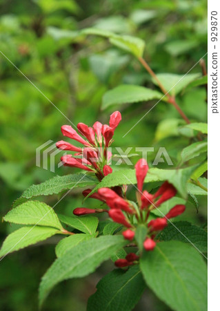 A bud of a raccoon dog 929870