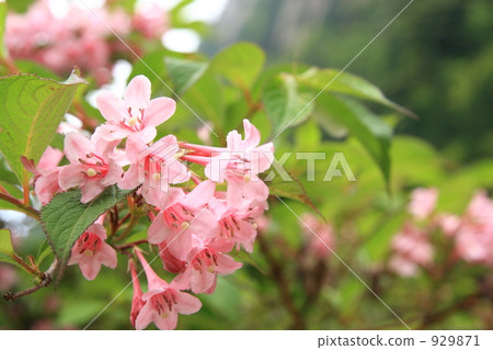 Taniugi's flower 929871