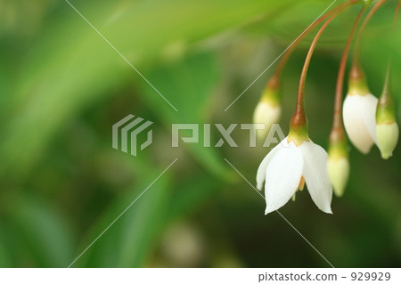 安息香花　 929929
