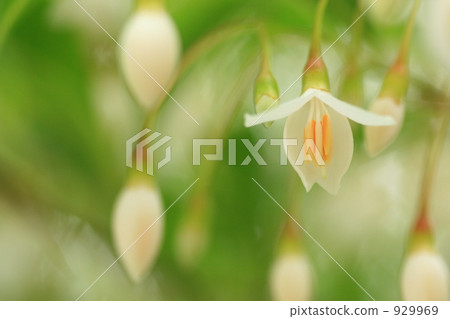 安息香花　 929969