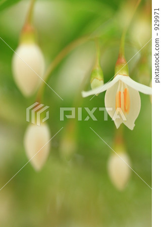 安息香花　 929971