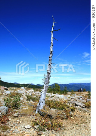 A fallen tree 930107