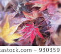 dead leaves, maple, yellow leafe 930359