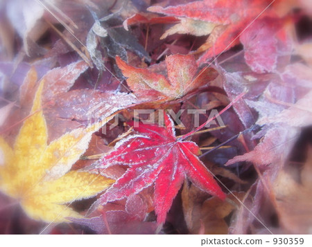 dead leaves, maple, yellow leafe 930359