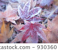 dead leaves, frost, hoarfrost 930360