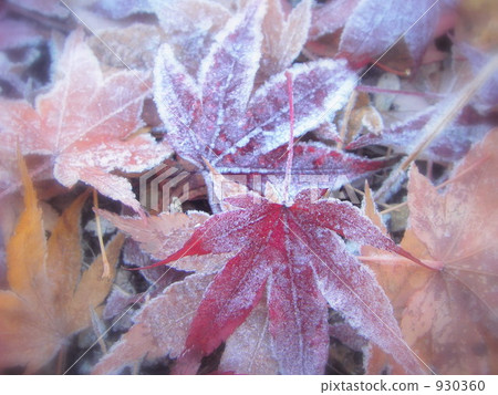dead leaves, frost, hoarfrost 930360