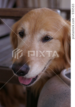 金毛獵犬 毛孩 狗 930583