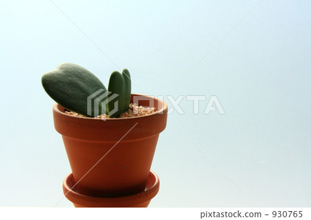 Cacti healing system 3 930765