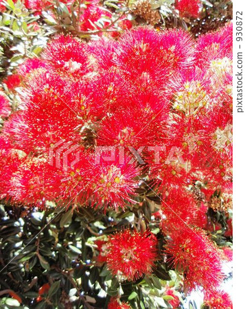 New Zealand's Christmas tree New Zealand's Christmas tree 930872