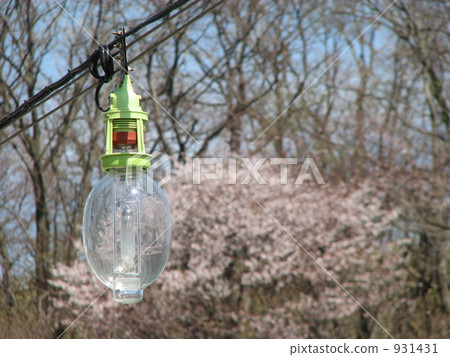 櫻花魚燈 櫻花魚燈 931431