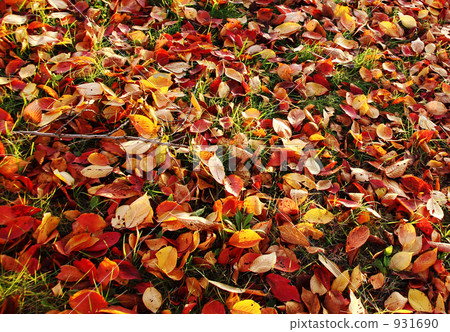 Fallen leaves  931690