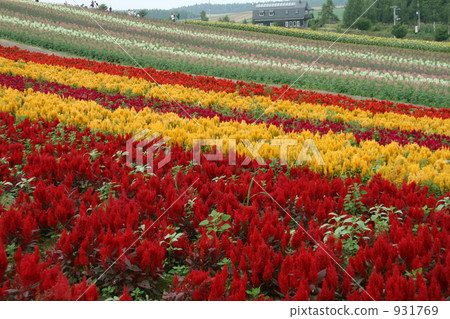 雞冠花 山丘 美瑛 931769