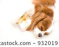 dog, dogs, cavalier 932019