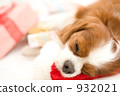 dog, dogs, gift 932021