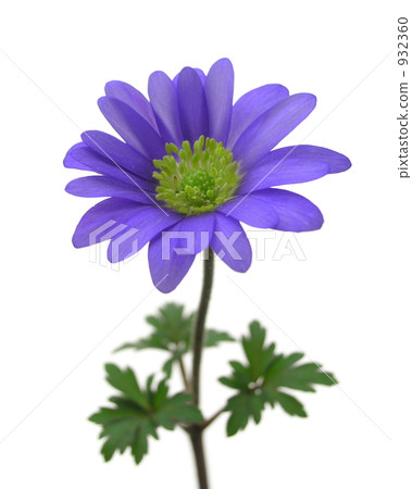 Anemone · Branda 932360