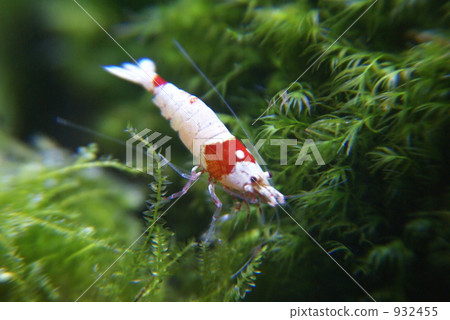 Bishulim Mothra Ma Bishulim Mothra Ma 932455