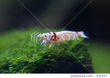 Bishulim Mothra 932457