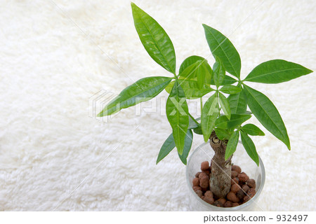 Pakira - White 1 Pakira - White 1 932497