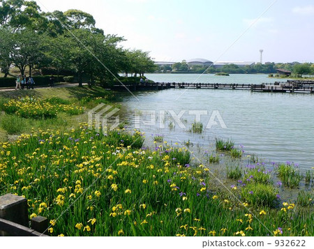 Pier and irises Pier and irises 932622