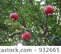 石榴 932665