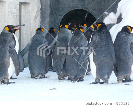 企鵝 旭山動物園 933183