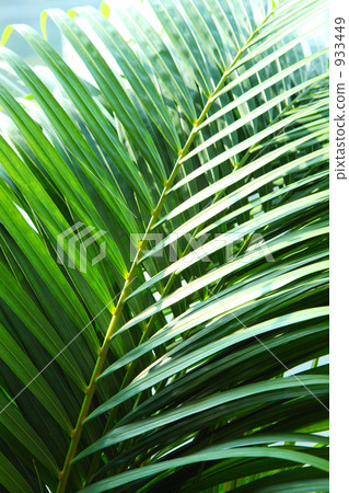 Areca Yashi 933449