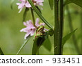 Tree frog 933451