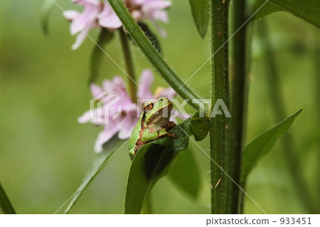 Tree frog Tree frog 933451