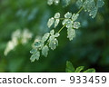 Larch plant 933459