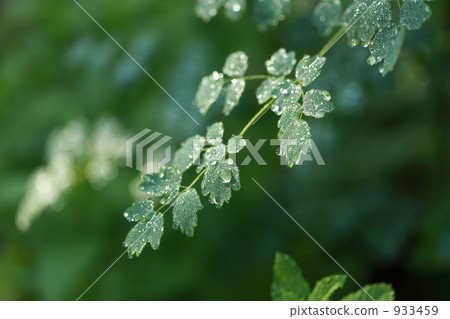 Larch plant Larch plant 933459