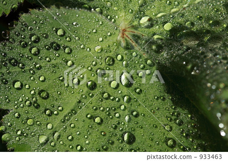 Water droplets Water droplets 933463