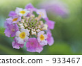 Lantana 933467