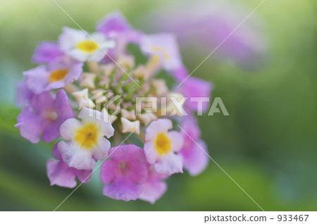 Lantana Lantana 933467