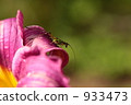 Asegrot Rumous 933473