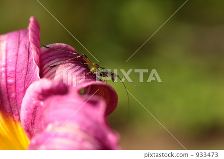 Asegrot Rumous Asegrot Rumous 933473